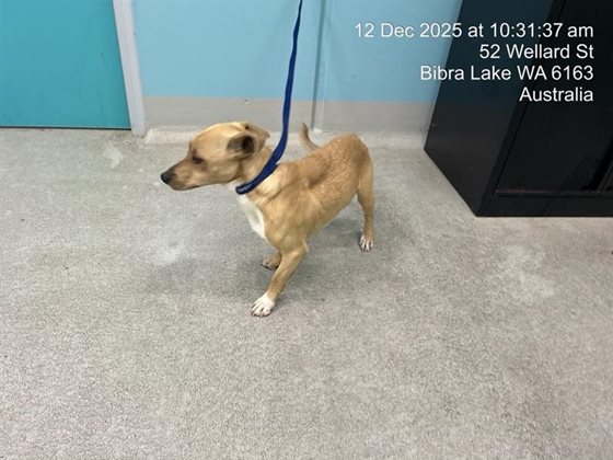 Tan  Dog, impounded 12 December 2025
