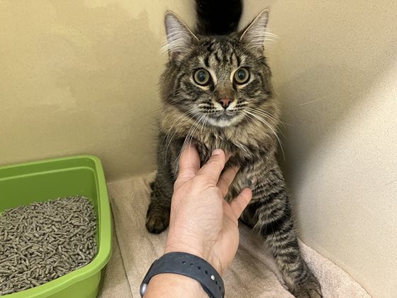Tabby  Cat, impounded 22 September 2025