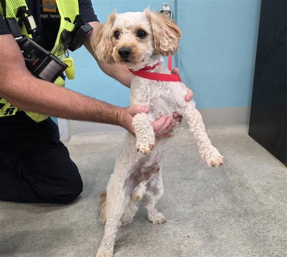 Cream  Dog, impounded 16 February 2026