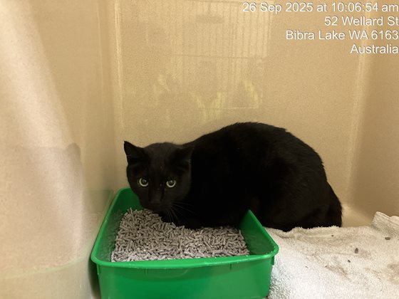 Black  Dog, impounded 26 September 2025