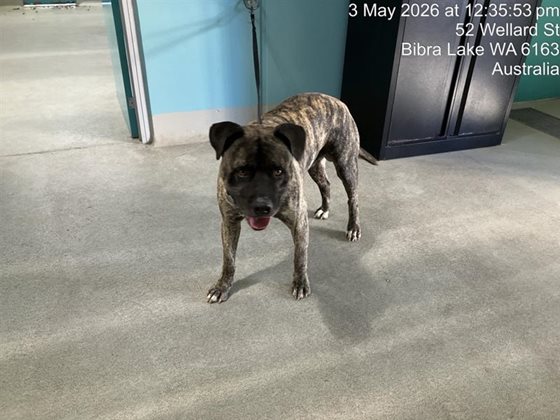 Brindle  Dog, impounded 03 May 2026