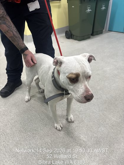 White  Dog, impounded 14 September 2026