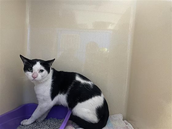 Other  Cat, impounded 19 March 2026