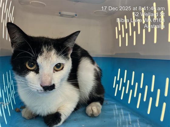 White and Black  Cat, impounded 17 December 2025