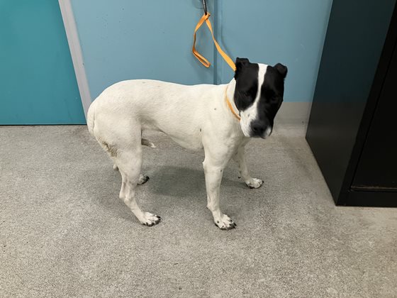 Black and White  Dog, impounded 30 October 2025