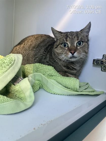 Tabby  Cat, impounded 07 July 2026