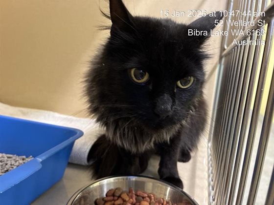 Black  Cat, impounded 15 January 2026