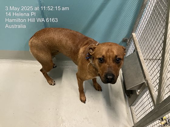 Tan  Dog, impounded 03 May 2025