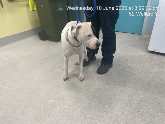 Other  Dog, impounded 10 June 2026