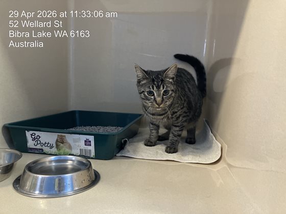 Black and Silver  Cat, impounded 29 April 2026