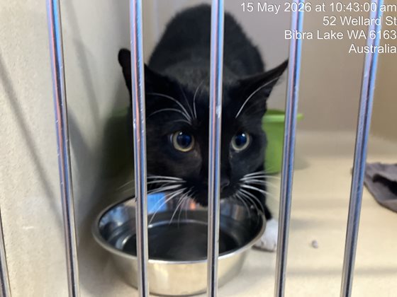 Black and White  Cat, impounded 15 May 2026