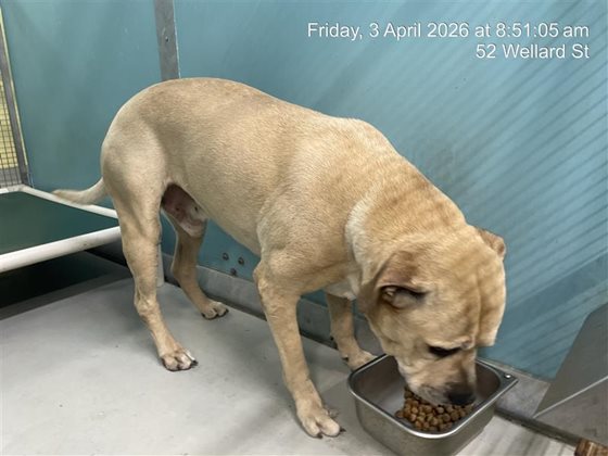 Other  Dog, impounded 03 April 2026