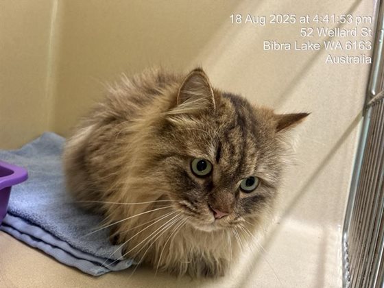 Tabby  Cat, impounded 18 August 2025
