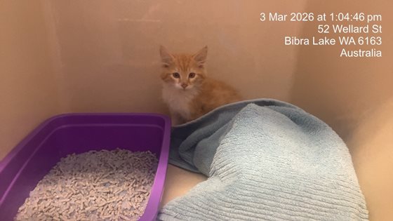 Apricot  Cat, impounded 03 March 2026