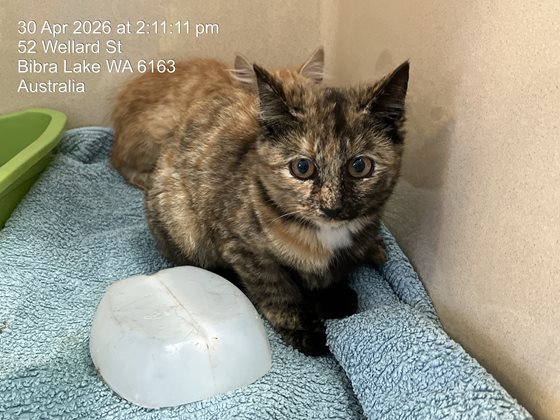 Brown and Black  Cat, impounded 30 April 2026