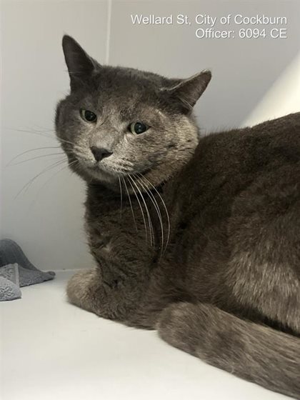 Grey  Cat, impounded 09 September 2026