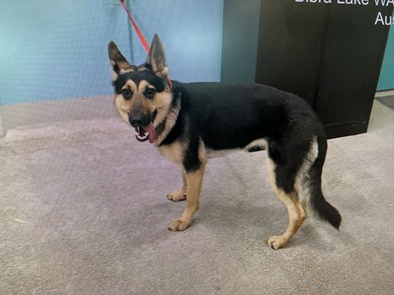 Tan and Black  Dog, impounded 03 February 2026