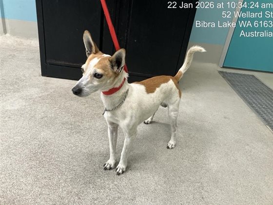 Tan and White  Dog, impounded 22 January 2026