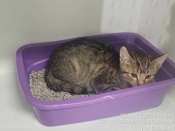 Tabby  Cat, impounded 30 May 2025
