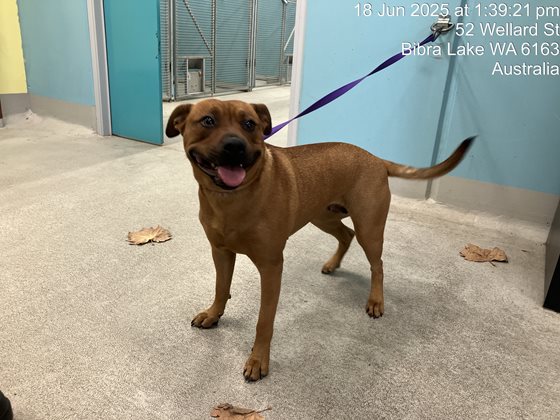 Tan  Dog, impounded 18 June 2025
