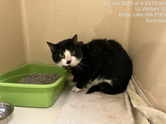 Black and White  Cat, impounded 26 June 2025