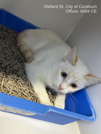Apricot  Cat, impounded 29 September 2026