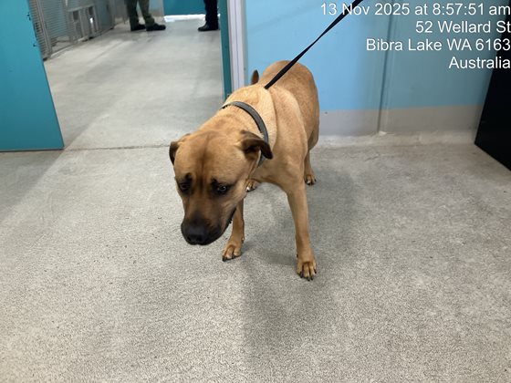 Black and Tan  Dog, impounded 13 November 2025