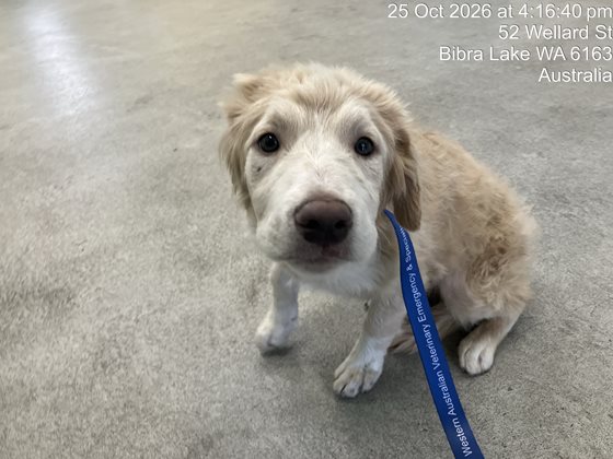 Blonde  Dog, impounded 25 October 2026