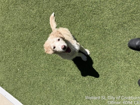 Blonde  Dog, impounded 25 October 2026