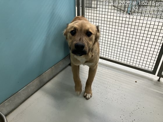 Blonde  Dog, impounded 19 June 2025