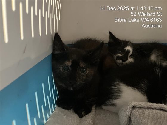 Black and Brown  Cat, impounded 14 December 2025