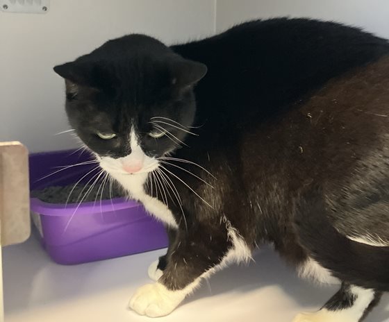 Black and White  Cat, impounded 20 August 2026