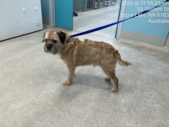 Brown  Dog, impounded 23 April 2026