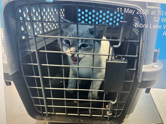 Other  Cat, impounded 11 May 2026