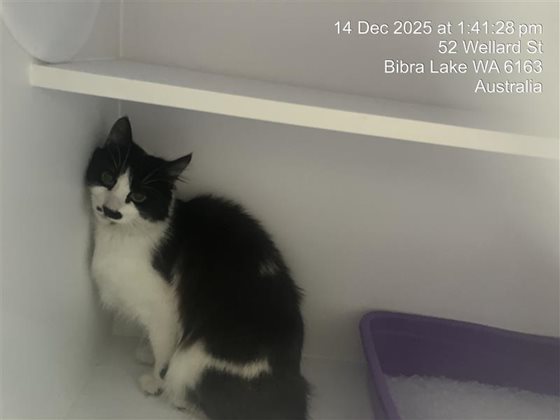 Black and White  Cat, impounded 14 December 2025