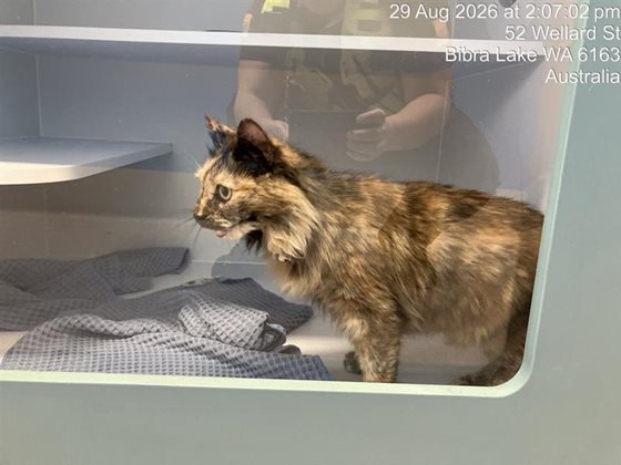 Tortoiseshell  Cat, impounded 29 August 2026