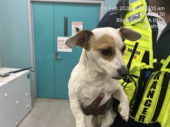 White  Dog, impounded 18 February 2026