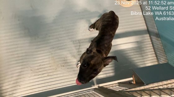 Brindle and White  Dog, impounded 23 November 2025