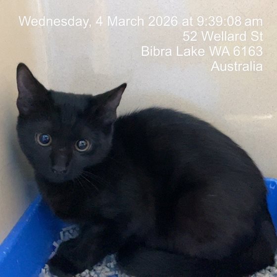 Other  Cat, impounded 04 March 2026