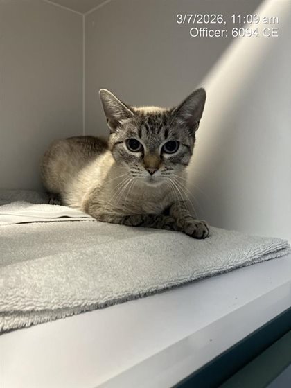 Champagne  Cat, impounded 03 July 2026