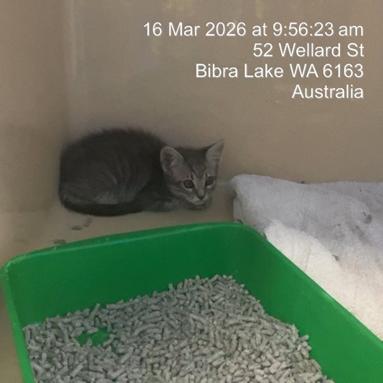 Other  Cat, impounded 16 March 2026