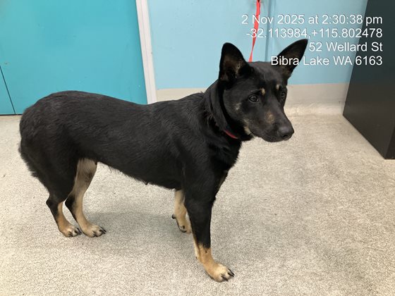 Tri-Colour  Dog, impounded 02 November 2025