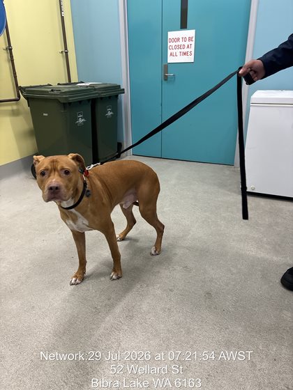 Tan and White  Dog, impounded 29 July 2026