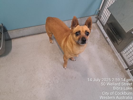 Tabby  Dog, impounded 14 July 2025