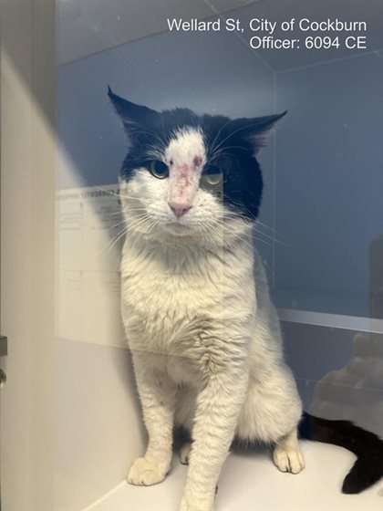 Black and White  Cat, impounded 18 September 2026