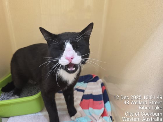Black and White  Cat, impounded 12 December 2025