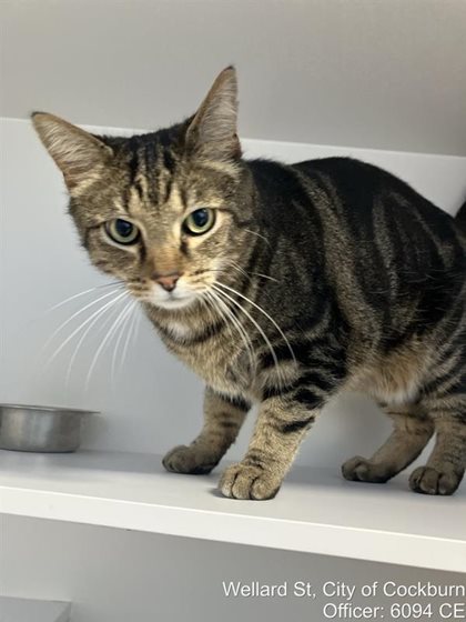 Tabby  Cat, impounded 22 October 2026