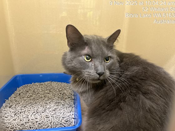 Blue  Cat, impounded 09 November 2025