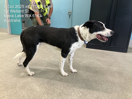 Black and White  Dog, impounded 05 October 2025
