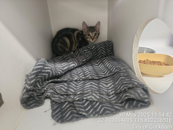 Tabby  Cat, impounded 30 May 2025